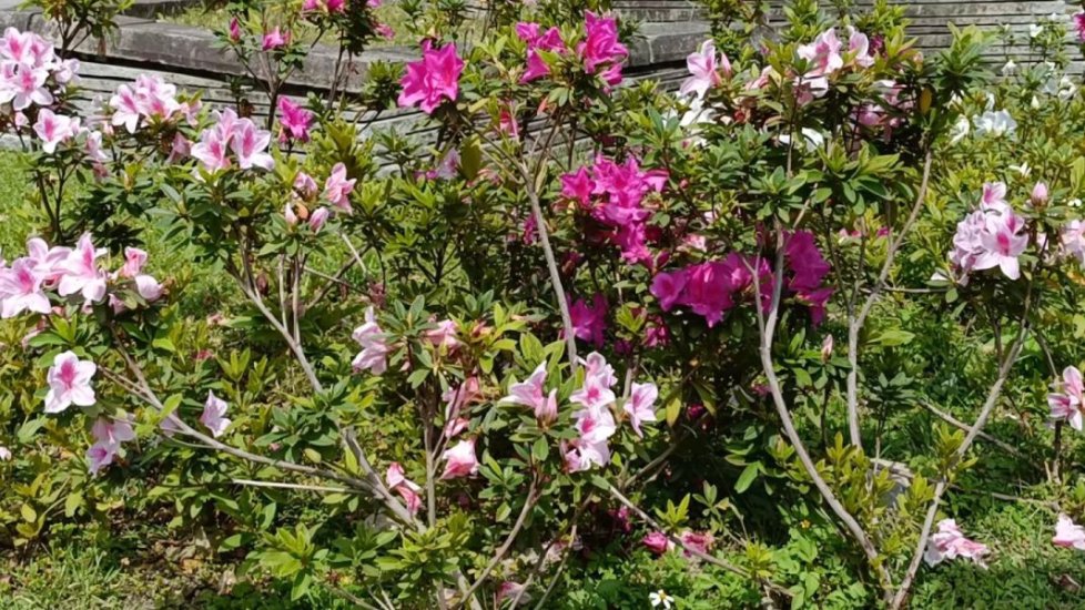 กุหลาบพันปี Azalea in front of the hotel