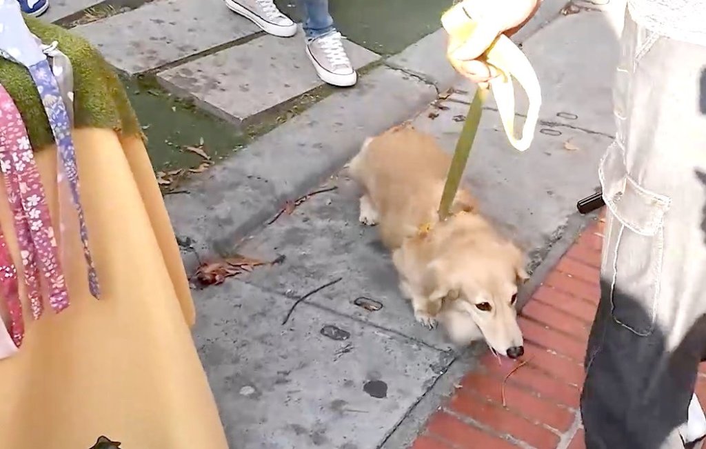 cute dog coming for a walk at Shen Ji New Village