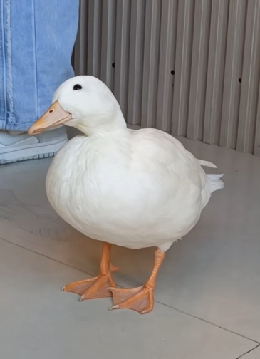 Mr. BOSS of the store