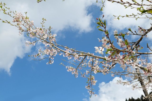 sakura tree at Chaoping park trail of cherry blossom