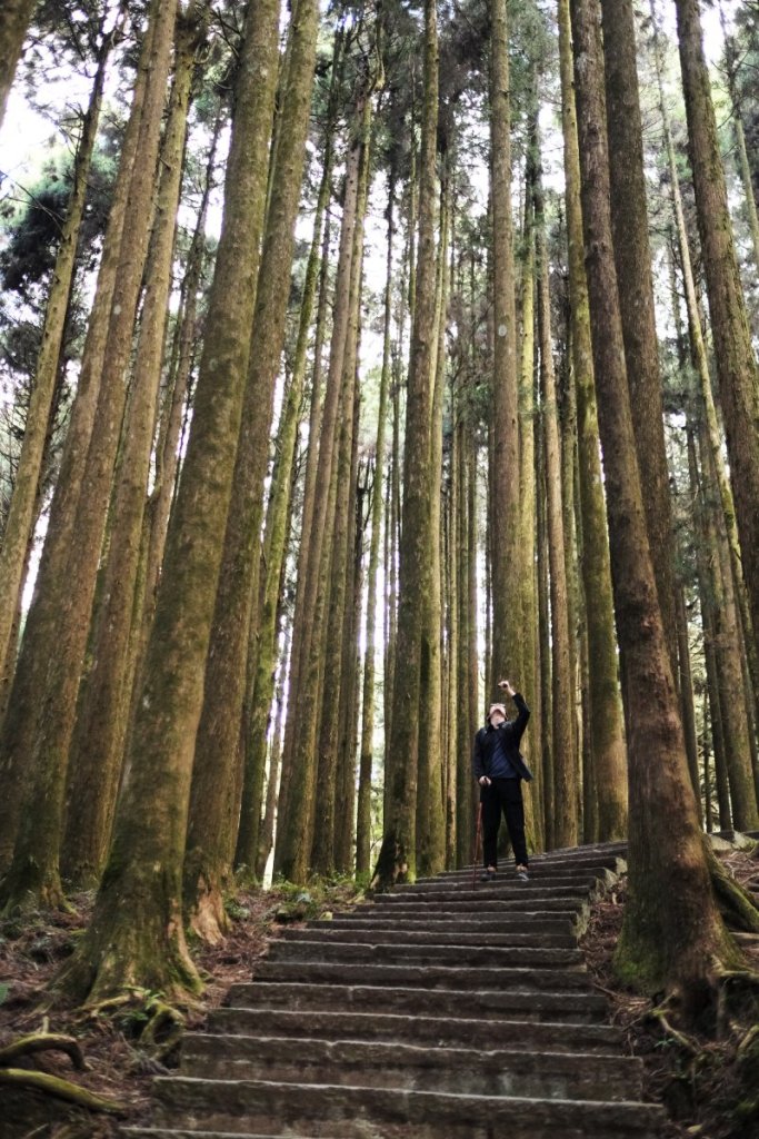red cypress forest at Alishan national park