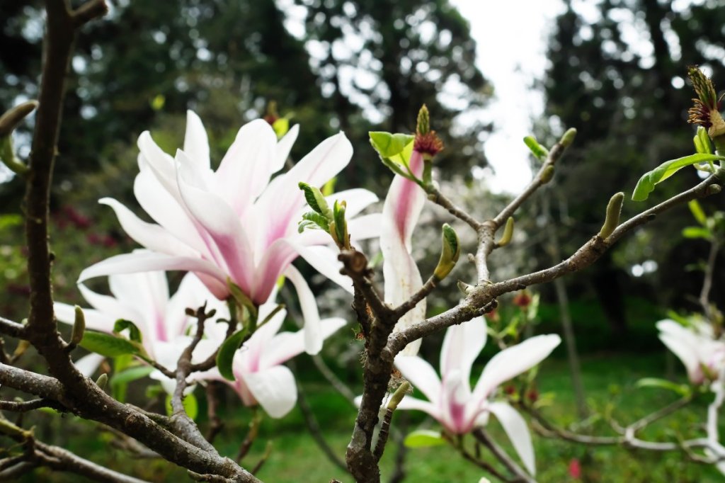 magnolia flowers at Alishan