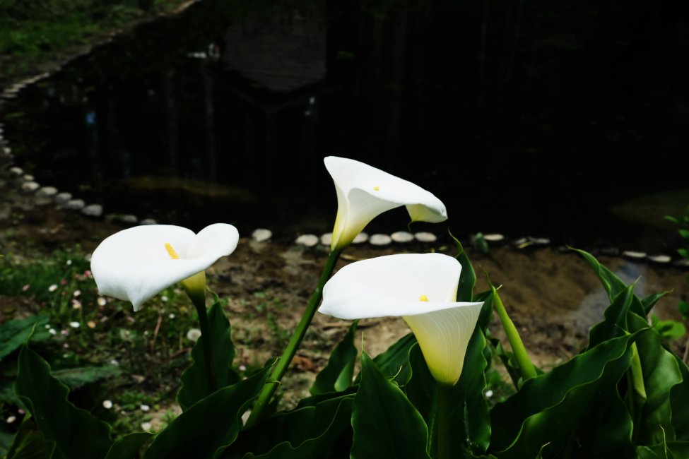 calla lily