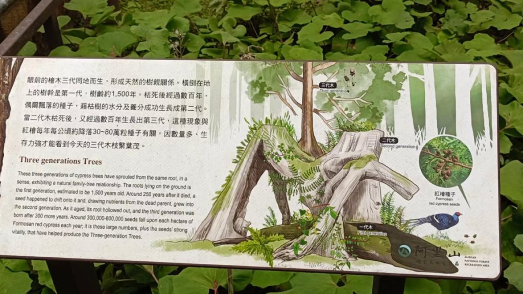 3 generations trees, Alishan