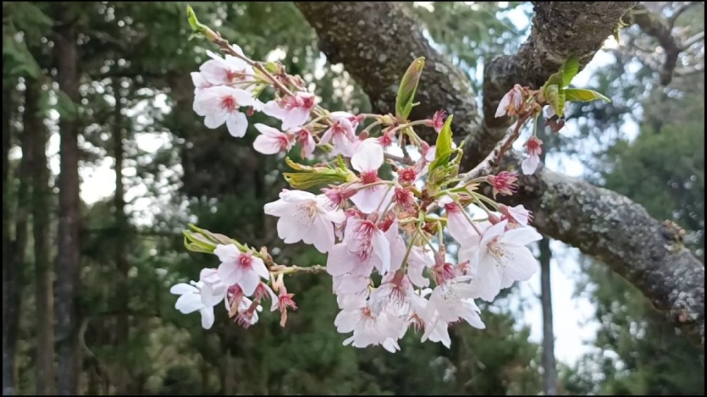 sakura blossoms at Alishan national park