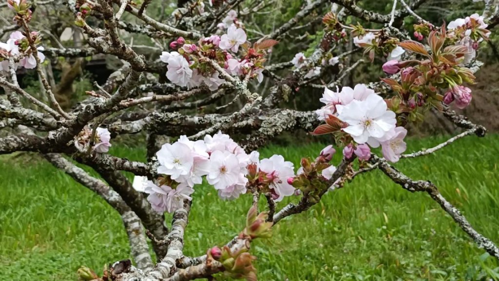 sakura blossoms at Alishan national park