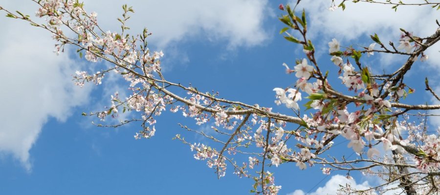 sakura at Alishan national park, Taiwan
