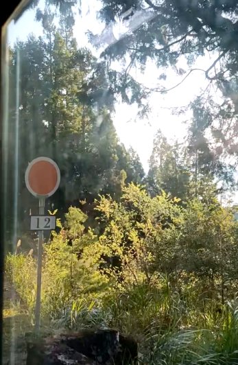 Alishan national park scenery in the early morning