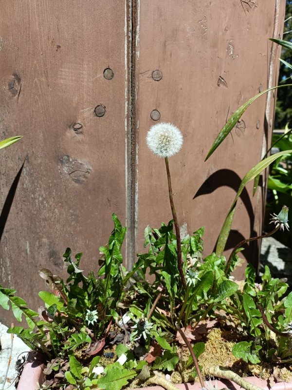 dandelion flower