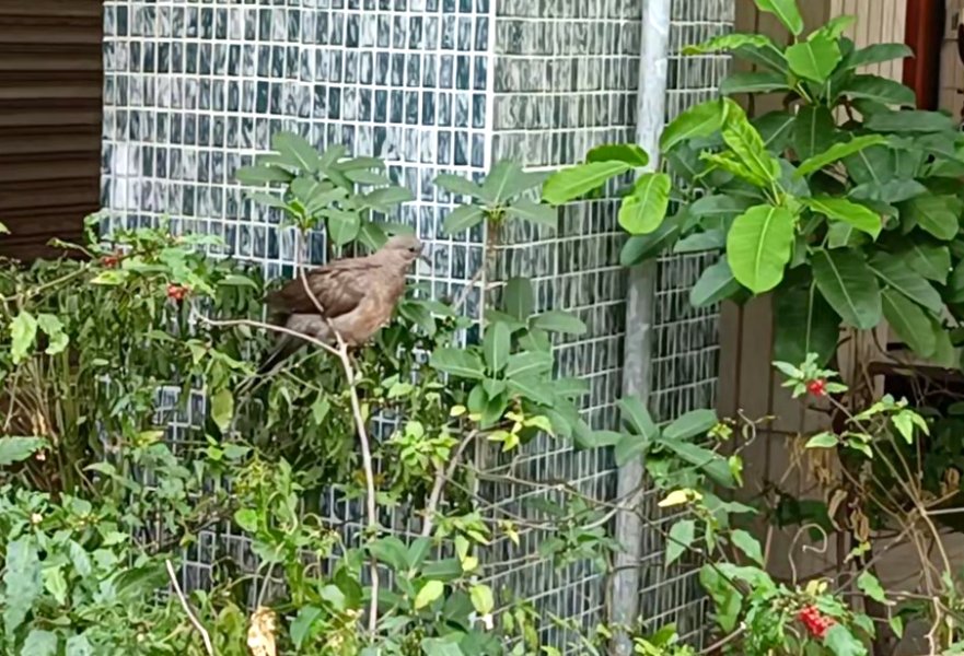 random bird along the street