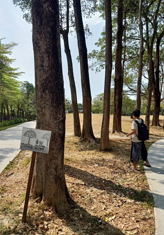 tall trees in the park