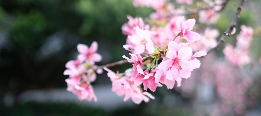 taiwan trip spring with sakura