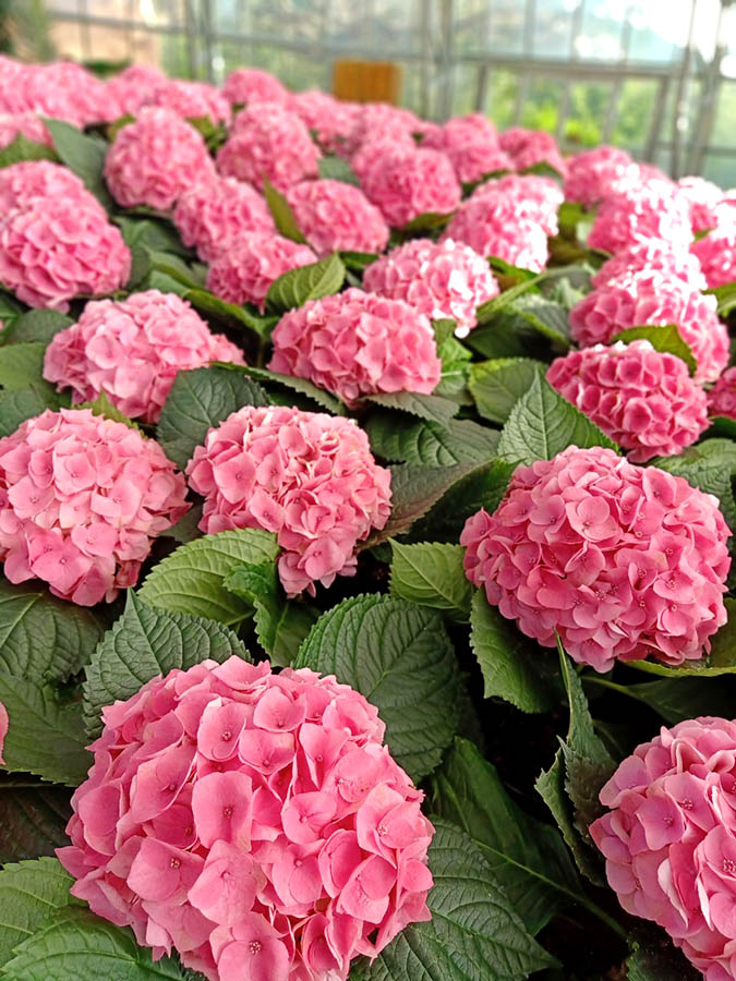 Garden at Vinwonders, Nha Trang, Vietnam ญาจาง เวียดนาม