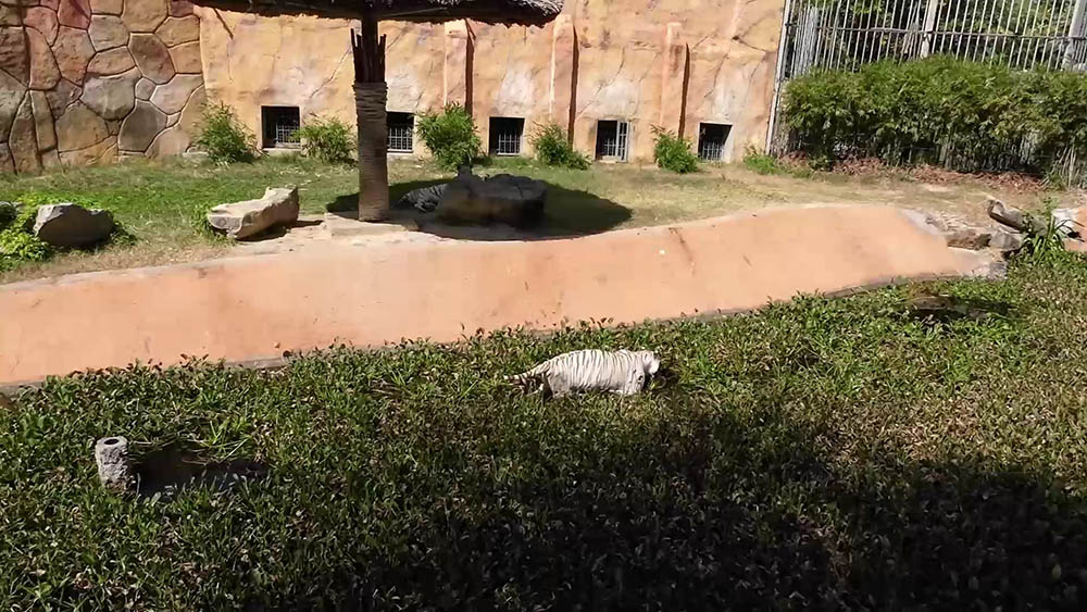 Zoo at VinWonders, Nha Trang, Vietnam ญาจาง เวียดนาม