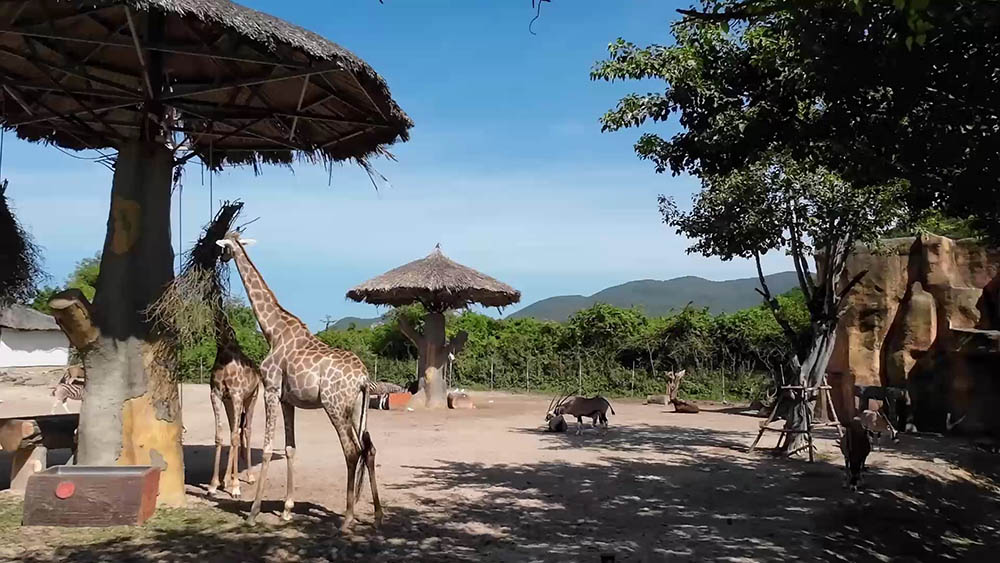Zoo at VinWonders, Nha Trang, Vietnam ญาจาง เวียดนาม