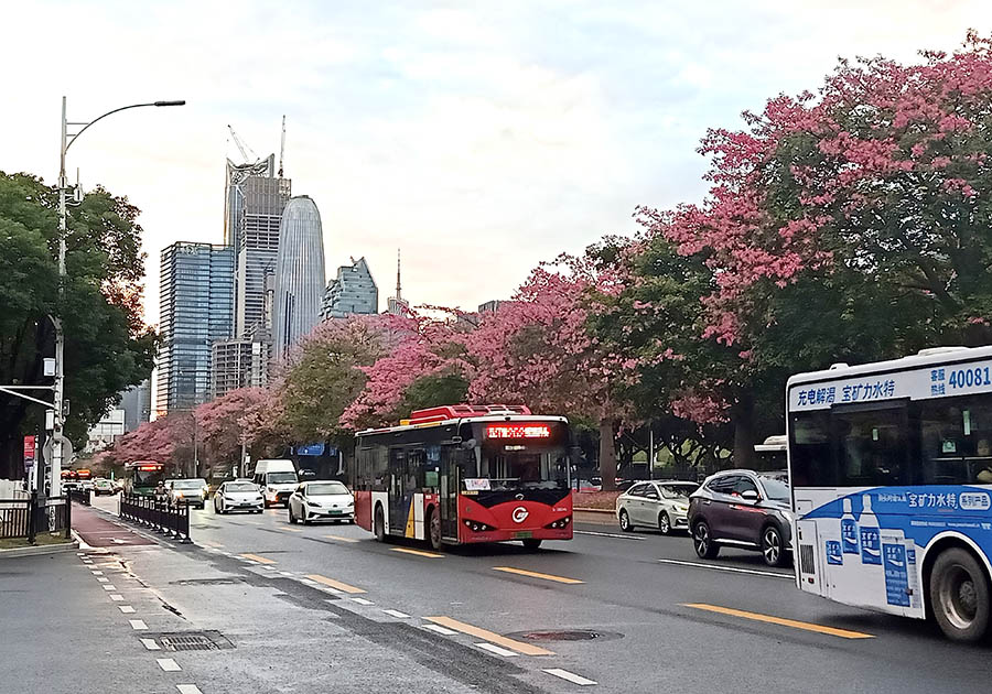 ดอกฝ้ายไหม Silk Floss บาน หน้า Canton Fair Complex