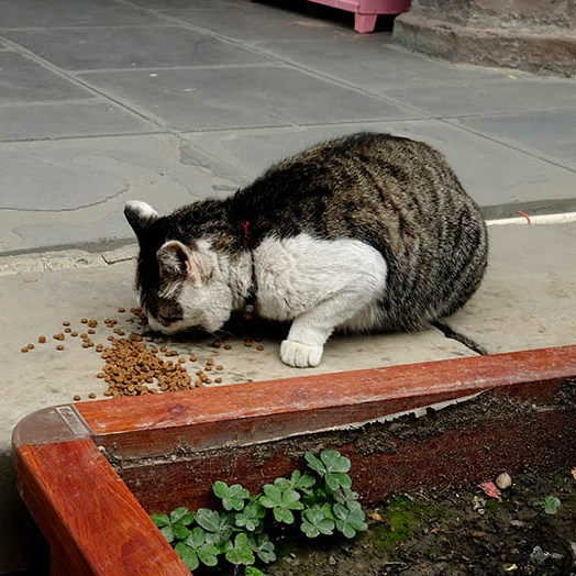 แมวในวัด