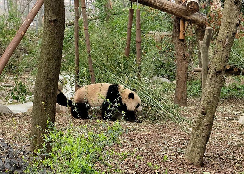 แพนด้า ที่ ศูนย์อนุรักษ์หมีแพนด้าแห่งเฉิงตู Panda at Chengdu Research Base of Giant Panda Breeding
