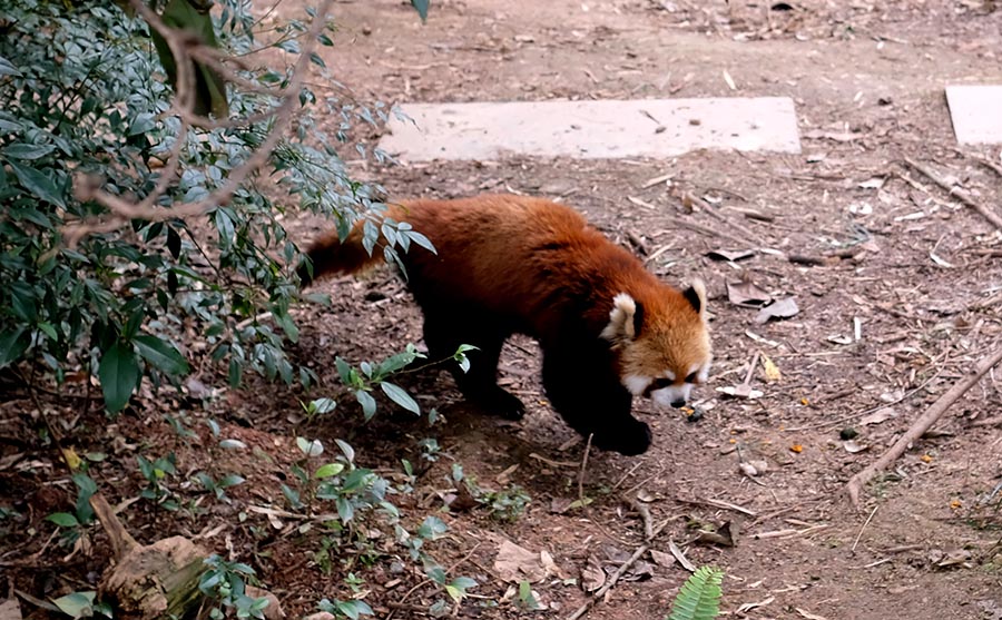 แพนด้าแดง ที่ ศูนย์อนุรักษ์หมีแพนด้าแห่งเฉิงตู Red Panda at Chengdu Research Base of Giant Panda Breeding