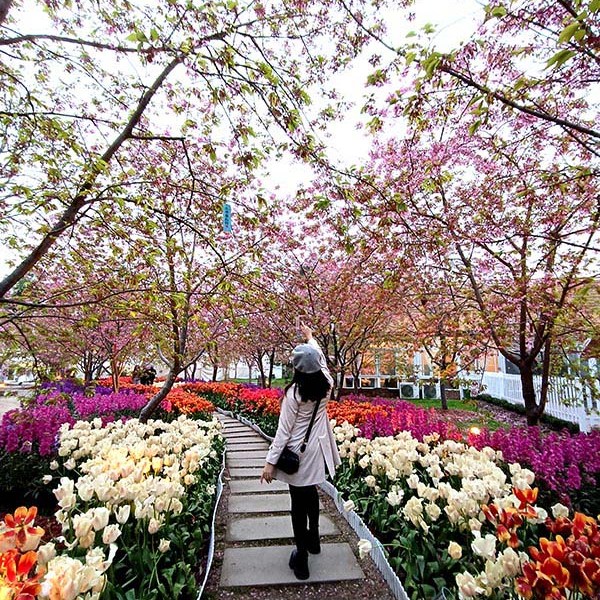 บรรยากาศ ดอกไม้บาน ในฤดูใบไม้ผลิ ที่ Manhua Manor เฉิงตู