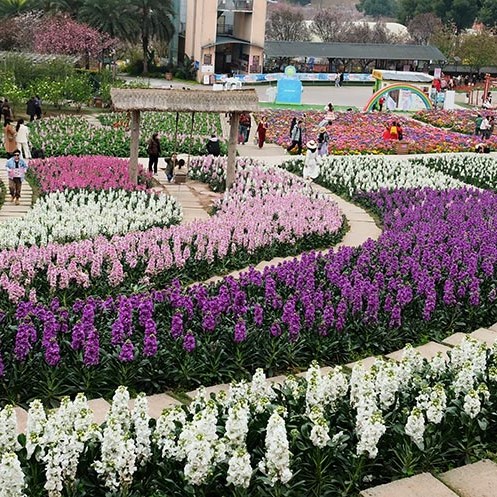 บรรยากาศ ดอกไม้บาน ในฤดูใบไม้ผลิ ที่ Manhua Manor เฉิงตู