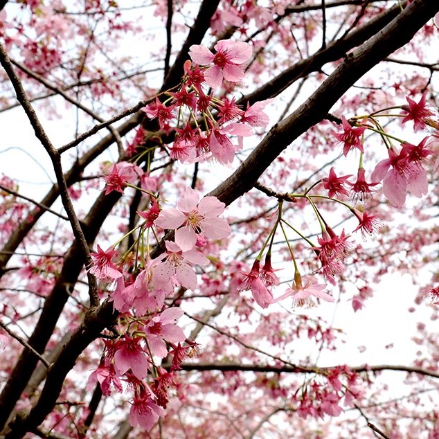 บรรยากาศ ดอกไม้บาน ในฤดูใบไม้ผลิ ที่ Manhua Manor เฉิงตู