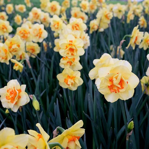 ดอกแดฟโฟดิลในฤดูใบไม้ผลิ ที่ Manhua Manor เฉิงตู