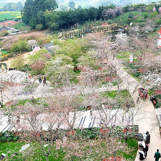 สะพานกระจก สำหรับขึ้นไปชมวิว ที่ Manhua Manor เฉิงตู