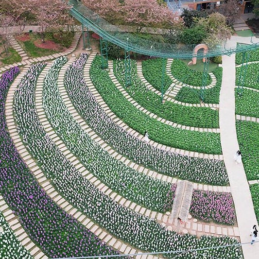 สะพานกระจก สำหรับขึ้นไปชมวิว ที่ Manhua Manor เฉิงตู