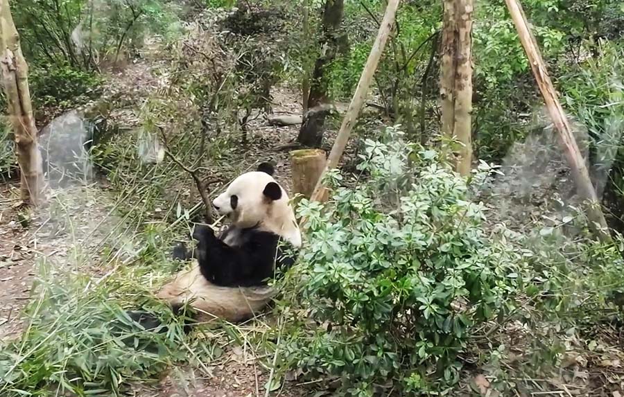 แพนด้า ที่ ศูนย์อนุรักษ์หมีแพนด้าแห่งเฉิงตู Panda at Chengdu Research Base of Giant Panda Breeding
