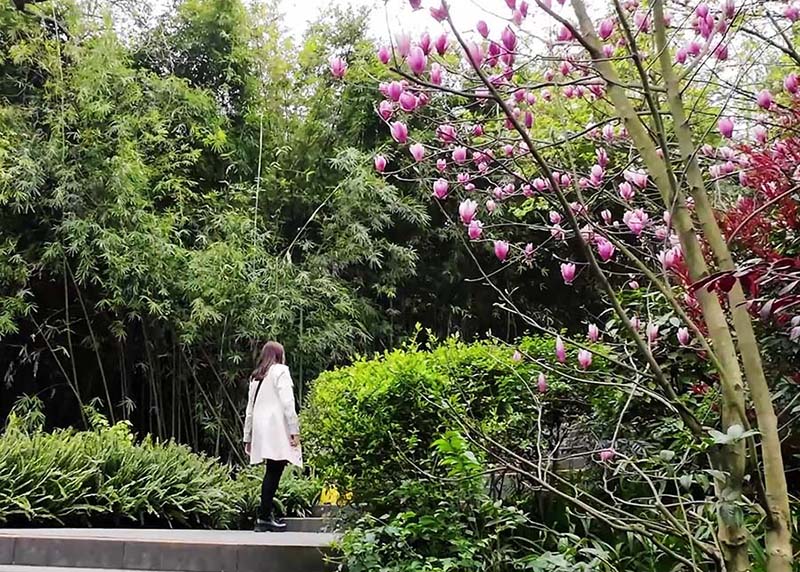 บรรยากาศภายใน ศูนย์อนุรักษ์หมีแพนด้าแห่งเฉิงตู Panda at Chengdu Research Base of Giant Panda Breeding
