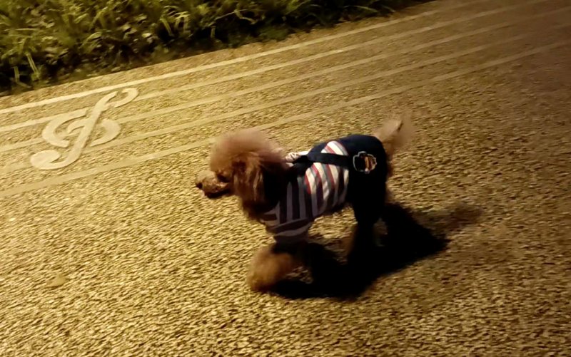 มีคนพาสุนัขมาเดินเล่นหลายตัว ที่สวนริมสะพานและแม่น้ำ