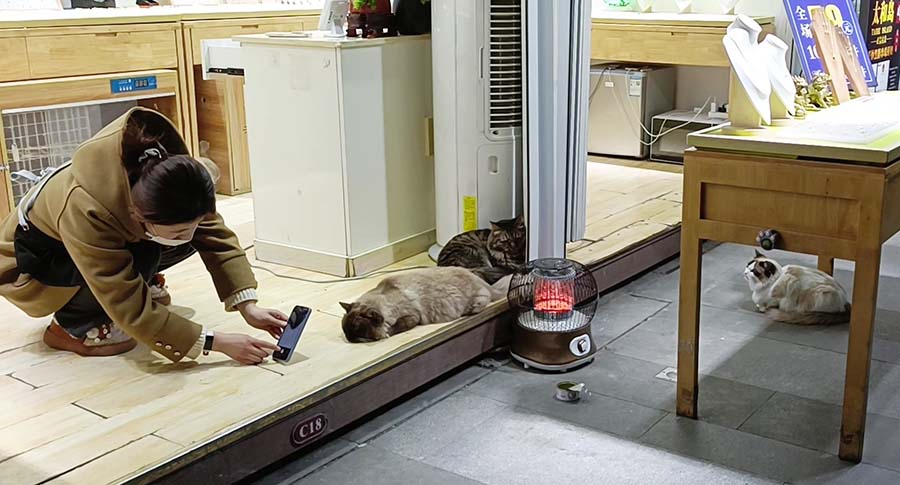 แมวผิงเตาอุ่น ที่ Chunxi Lu