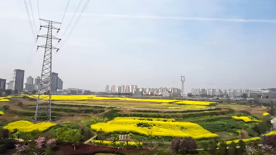 วิวระหว่างทางจากเฉิงตูไปยังหวงหลงจิ่วจ้าย ทุ่งมัสตาร์ด