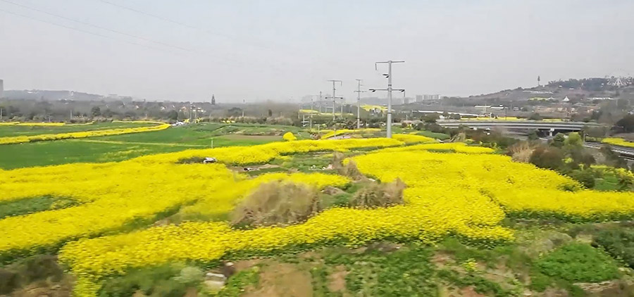 วิวระหว่างทางจากเฉิงตูไปยังหวงหลงจิ่วจ้าย ทุ่งมัสตาร์ด