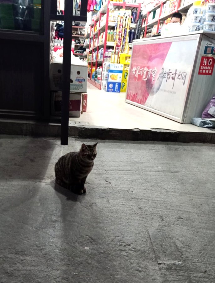 แมวเฟรนด์ลี่ หน้าร้านของชำ ทักทุกคน อ้อนทุกคน