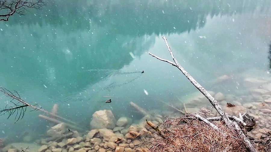 เป็ดว่ายน้ำที่จิ่วจ้ายโกว Arrow Bamboo Lake ทะเลสาบไผ่ลูกศร