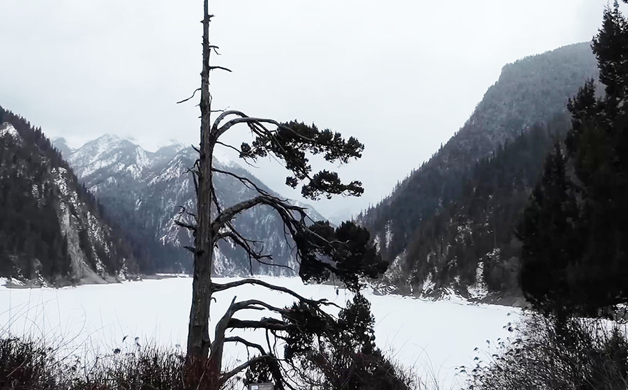 ต้นไม้ทรงธง หนึ่งใน Landmark ที่ Long lake