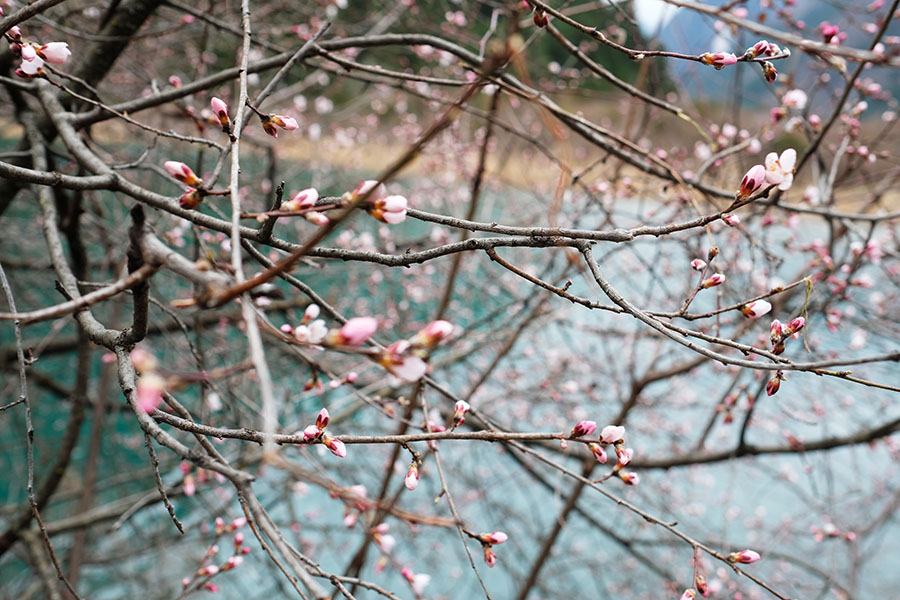 ดอกไม้ผลิบาน ริมทะเลสาบเสือ จิ่วจ้ายโกว