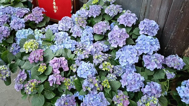 ดอกไฮเดรนเยีย ที่ Kuan Zhai Xiang Zi ถนนคนเดินซอยกว้างซอยแคบ เฉิงตู