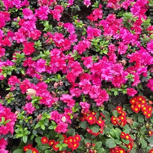 สวนประชาชน เมืองเฉิงตู มณฑลเสฉวน People's park, Chengdu, Sichuan