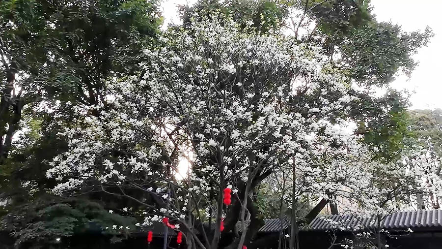 ดอกแมกโนเลียบานสะพรั่ง ที่สวนประชาชน เฉิงตู