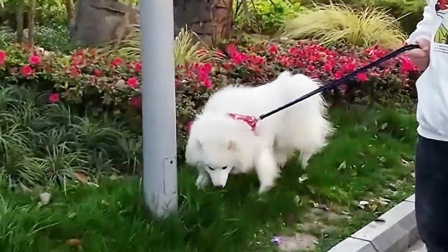 ผู้คนจูงสุนัขมาเดินที่สวนประชาชน