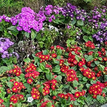 สวนประชาชน เมืองเฉิงตู มณฑลเสฉวน People's park, Chengdu, Sichuan