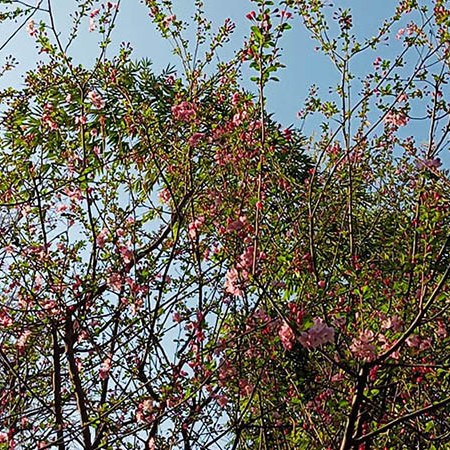 สวนประชาชน เมืองเฉิงตู มณฑลเสฉวน People's park, Chengdu, Sichuan