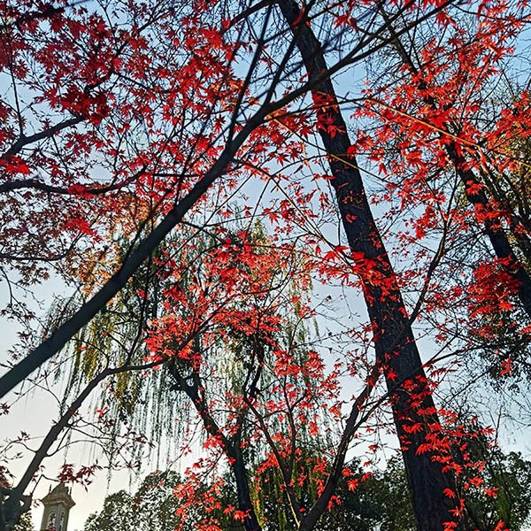 สวนประชาชน เมืองเฉิงตู มณฑลเสฉวน People's park, Chengdu, Sichuan