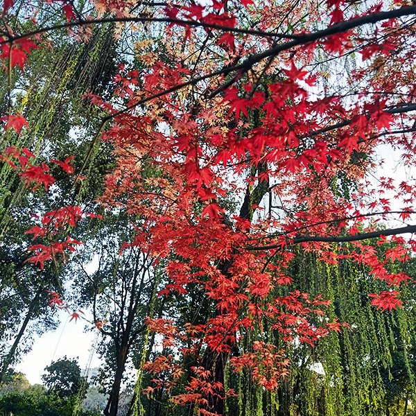สวนประชาชน เมืองเฉิงตู มณฑลเสฉวน People's park, Chengdu, Sichuan