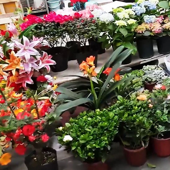 ร้านขายดอกไม้ริมถนน