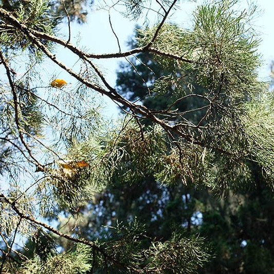 บรรยากาศร่มรื่น ภายในศาลเจ้า Wuhou