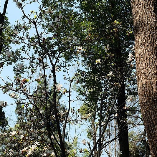 บรรยากาศร่มรื่น ภายในศาลเจ้า Wuhou